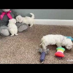 Cotton/Maltese									Puppy/Female	/8 Weeks,Our Maltese puppies are sweet, affectionate, and full of charm, and they are now looking for loving forever homes. These precious pups are being raised in a family environment where they receive love, gentle handling, and early socialization. 