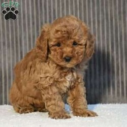 Timmy/Miniature Poodle									Puppy/Male	/11 Weeks,To contact the breeder about this puppy, click on the “View Breeder Info” tab above.