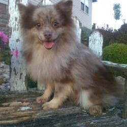 Ava/Pomeranian									Puppy/Female	/10 Weeks,Meet Ava! This sweet little puppy is being family raised and is very playful and lovable! Ava has been vet checked and is up-to-date on shots and deworming. For more information or to schedule a visit please contact us today. 