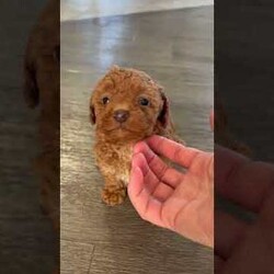 Hope/Toy Poodle									Puppy/Female	/22 Weeks,Hello I am Hope thee most adorable red toy poodle. I am such a sweet laid back puppy just in time for Christmas. The miller kids adore me and love to play with me. My mom is an 8# akc red toy poodle and dad is an akc 5# red toy poodle. My expected adult weight is around 8 pounds. I am up to date on all vaccinations and deworming and come with a 12 month genetic health guarantee. I also come with a sample bag of dog food, a blanket with litter mates scent, and a toy. If you can provide a loving home for me please contact the millers.