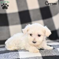Cotton/Maltese									Puppy/Female	/8 Weeks,Our Maltese puppies are sweet, affectionate, and full of charm, and they are now looking for loving forever homes. These precious pups are being raised in a family environment where they receive love, gentle handling, and early socialization. 