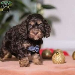 Milo/Cockapoo									Puppy/Male	/8 Weeks,Meet Milo, an absolutely adorable Cockapoo boy with a heart full of sweetness and charm. He loves greeting everyone with happy tail wags and is always ready for cuddles. He has a fun, playful side too—especially when toys or new places are involved. With his soft, wavy coat and warm, expressive eyes, he has a way of melting hearts wherever he goes. Whether he’s tagging along on little adventures or snuggling up for a cozy nap, Milo would make a wonderful addition to any family.