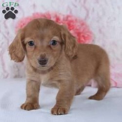 Alice/Dachshund									Puppy/Female	/7 Weeks,Meet Alice! A gorgeous Miniature Dachshund puppy. Alice has a sweet personality & the softest coat! She loves to play and get all the attention you can give her. She was born and raised with the Mast family. 