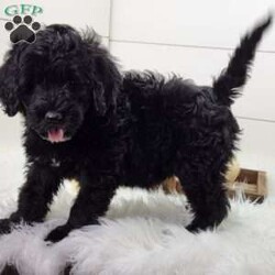Shadow/Portuguese Water Dog									Puppy/Male	/September 13th, 2025,Shadow is a very outgoing and ornery puppy. Prefers not to hold still for pictures! He is up to date on vaccinations and wormer. Parents have both been health tested. Please feel free to call or text for more info.