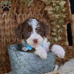 Figo/Mini Bernedoodle									Puppy/Male	/16 Weeks,Figo’s rich chocolate coat is as soft and inviting as his loving personality. This micro Bernedoodle is a little bundle of happiness, eager to spread joy wherever he goes. Figo thrives on human attention, happily playing, exploring, and snuggling with those he loves.