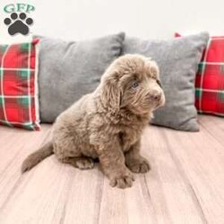 Aspen/Newfoundland									Puppy/Female	/10 Weeks,Hello there! I’m Aspen a beautiful Brown and White Newfoundland puppy! Aspen is the perfect addition to any family. Don’t miss the opportunity to bring home this delightful Newfoundland puppy! I’m well socialized and ready to fit into your family! I would love to fill your home with all of my puppy love! I have been vet checked, microchipped and I am up to date on vaccinations and dewormings and will come with a one year genetic health guarantee and AKC registration! Call or text anytime to make me the newest addition to your family and get ready to spend a lifetime of tail wagging fun!