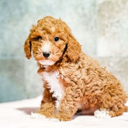 Pepto/Miniature Poodle									Puppy/Male	/October 15th, 2025,Exceptionally sweet, this puppy loves attention and is well adapted. With unique personality quirks, this puppy will make a lively addition to your home. Call and reserve yours today!