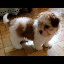 Molly/Havanese									Puppy/Male	/9 Weeks,Molly is a fluffy and fun Havanese puppy who is petite and adorable! This curious cutie can be registered with the ACA and comes home with a 30 day health guarantee plus an extended genetic health guarantee, both provided by the breeder. Molly has been seen by a vet and is up to date on shots and de-wormer. This lovable girl is socialized and ready to meet you!