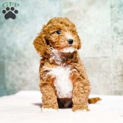 Pepto/Miniature Poodle									Puppy/Male	/October 15th, 2025,Exceptionally sweet, this puppy loves attention and is well adapted. With unique personality quirks, this puppy will make a lively addition to your home. Call and reserve yours today!