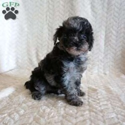 Lilly/Toy Poodle									Puppy/Female	/10 Weeks,Our adorable AKC-registered Blue Merle Toy Poodle, Lilly has been lovingly raised and is well socialized, making her gentle, loving, and ready to become a cherished family member. She is expected to mature around 6–8 lbs. She is microchipped, up to date on vaccinations and wormer, and comes with a 30-day health guarantee plus a 2-year genetic health guarantee for added peace of mind.
