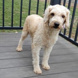 Lenny/Mini Goldendoodle									Puppy/Male	/12 Weeks,Looking for the perfect puppy to add sunshine to these chilly winter days? Look no further! My name is Lenny and I’m the sweetest F1b mini goldendoodle! One look into my warm, loving eyes and at my super soft fluffy coat and I’ll be sure to have captured your heart already! I’m very happy, playful and very kid friendly and I would love to fill your home with all my puppy love!! I have a very sweet personality, and I love giving kisses. I stand out above the rest with my sweet, loving personality and my beautiful red coat with white markings and my cute puppy eyes! I will come to you vet checked and up to date on all vaccinations and dewormings . I come with a 1-year guarantee with the option of extending it to a 3-year guarantee and shipping is available! My mother is Ellie, an F1 Goldendoodle weighing 23# and my father is Louie, a 12# mini Poodle and he is genetic tested! Both of my parents are very sweet and kid friendly which will make me the same!! I will grow to approx. 15-20# and I will be hypoallergenic and non shedding!!!… Why wait when you know I’m the one for you? Call or text Martha to make me the newest addition to your family and get ready to spend a lifetime of tail wagging fun with me! (7% sales tax on in home pickups)