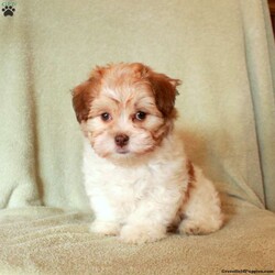 Molly/Havanese									Puppy/Male	/9 Weeks,Molly is a fluffy and fun Havanese puppy who is petite and adorable! This curious cutie can be registered with the ACA and comes home with a 30 day health guarantee plus an extended genetic health guarantee, both provided by the breeder. Molly has been seen by a vet and is up to date on shots and de-wormer. This lovable girl is socialized and ready to meet you!