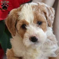 Lucky/Mini Bernedoodle									Puppy/Male	/November 15th, 2025,Lucky is a friendly Miniature Bernedoodle puppy available to a forever family. This cutie is socialized and ready to meet you! Lucky comes home with a 30 day health guarantee and an extended genetic health guarantee, both provided by the breeder. He has also been seen by a vet and is up to date on shots and de-wormer. This happy boy is family raised with children and will be the best sidekick!