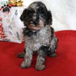 Lilly/Toy Poodle									Puppy/Female	/10 Weeks,Our adorable AKC-registered Blue Merle Toy Poodle, Lilly has been lovingly raised and is well socialized, making her gentle, loving, and ready to become a cherished family member. She is expected to mature around 6–8 lbs. She is microchipped, up to date on vaccinations and wormer, and comes with a 30-day health guarantee plus a 2-year genetic health guarantee for added peace of mind.