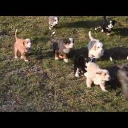 Lucky/Mini Bernedoodle									Puppy/Male	/November 15th, 2025,Lucky is a friendly Miniature Bernedoodle puppy available to a forever family. This cutie is socialized and ready to meet you! Lucky comes home with a 30 day health guarantee and an extended genetic health guarantee, both provided by the breeder. He has also been seen by a vet and is up to date on shots and de-wormer. This happy boy is family raised with children and will be the best sidekick!