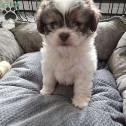 Button/Shih-Poo									Puppy/Female	/6 Weeks,Hey there!  Meet Button,  AKA cute as a button! She is a lively little pup, the only one in the litter, so she comes up with lots of cute little games, all by herself! Loves attention and also playing all by herself. She will be a great addition to any loving home!