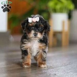 Chanel/Yorkie Poo									Puppy/Female	/7 Weeks,Meet the sweetest little Yorkiepoo puppy, Chanel! She’s a tiny bundle of love with a big personality. Playful and curious, she loves to explore her surroundings, chase after toys, and hang out with her favorite people. Whether she’s showing off her adorable puppy zoomies or snuggling up for a good nap, she will bring endless joy to your home. While Yorkies tend to be alert, lively and spirited, Poodles are known for their intelligent and playful nature—making this sweet Yorkiepoo the perfect balance of energy, affection and smarts!