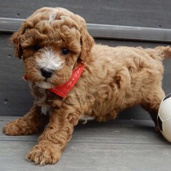 Lenny/Mini Goldendoodle									Puppy/Male	/12 Weeks,Looking for the perfect puppy to add sunshine to these chilly winter days? Look no further! My name is Lenny and I’m the sweetest F1b mini goldendoodle! One look into my warm, loving eyes and at my super soft fluffy coat and I’ll be sure to have captured your heart already! I’m very happy, playful and very kid friendly and I would love to fill your home with all my puppy love!! I have a very sweet personality, and I love giving kisses. I stand out above the rest with my sweet, loving personality and my beautiful red coat with white markings and my cute puppy eyes! I will come to you vet checked and up to date on all vaccinations and dewormings . I come with a 1-year guarantee with the option of extending it to a 3-year guarantee and shipping is available! My mother is Ellie, an F1 Goldendoodle weighing 23# and my father is Louie, a 12# mini Poodle and he is genetic tested! Both of my parents are very sweet and kid friendly which will make me the same!! I will grow to approx. 15-20# and I will be hypoallergenic and non shedding!!!… Why wait when you know I’m the one for you? Call or text Martha to make me the newest addition to your family and get ready to spend a lifetime of tail wagging fun with me! (7% sales tax on in home pickups)