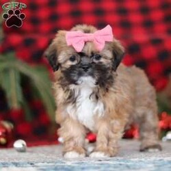 Allie/Lhasa Apso									Puppy/Female	/12 Weeks,Meet Allie! She is an absolutely adorable ACA Lhasa Apso puppy with a sweet, loving personality and a heart full of joy. This happy little girl loves to explore, trot around with confidence, and soak up every cuddle she can get. Her soft, fluffy coat and bright, expressive eyes make her truly irresistible, and her gentle nature combined with playful antics is sure to steal your heart. Whether curled up for a cozy nap or bouncing around during playtime, she brings smiles wherever she goes.