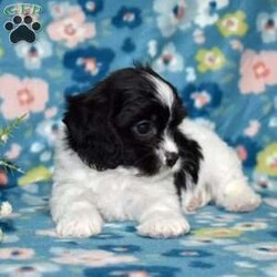 Tux/Cavachon									Puppy/Male	/November 24th, 2025,Tux is a charming Cavachon puppy with a striking black-and-white coat that perfectly matches his playful personality. This handsome little guy is the best of both worlds, blending the gentle sweetness of the Cavalier King Charles Spaniel with the cheerful, affectionate nature of the Bichon Frise. From the moment you meet him, Tux has a way of making you smile with his expressive eyes and happy-go-lucky attitude.