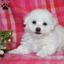 Winston (Tiny)/Bichon Frise									Puppy/Male	/November 24th, 2025,Winston is a precious Bichon Frise puppy with a gentle soul and a heart full of love. Expected to mature at just 7–9 pounds, Winston will remain delightfully tiny while providing an enormous amount of joy. His soft, cloud-like coat and sweet personality make him irresistible.