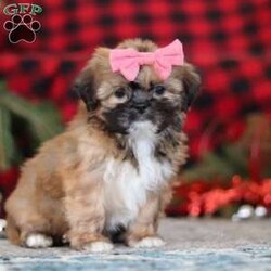 Allie/Lhasa Apso									Puppy/Female	/12 Weeks,Meet Allie! She is an absolutely adorable ACA Lhasa Apso puppy with a sweet, loving personality and a heart full of joy. This happy little girl loves to explore, trot around with confidence, and soak up every cuddle she can get. Her soft, fluffy coat and bright, expressive eyes make her truly irresistible, and her gentle nature combined with playful antics is sure to steal your heart. Whether curled up for a cozy nap or bouncing around during playtime, she brings smiles wherever she goes.