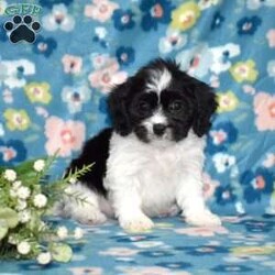 Tux/Cavachon									Puppy/Male	/November 24th, 2025,Tux is a charming Cavachon puppy with a striking black-and-white coat that perfectly matches his playful personality. This handsome little guy is the best of both worlds, blending the gentle sweetness of the Cavalier King Charles Spaniel with the cheerful, affectionate nature of the Bichon Frise. From the moment you meet him, Tux has a way of making you smile with his expressive eyes and happy-go-lucky attitude.