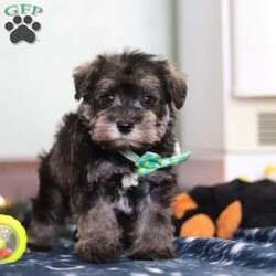 Trace/Miniature Schnauzer									Puppy/Male	/9 Weeks,Meet Trace, an absolutely adorable AKC Miniature Schnauzer with a personality as charming as his signature whiskers! Full of curiosity and playful energy, he loves exploring new surroundings, chasing toys, and showering everyone with affection. With his bright, expressive eyes and soft, wiry coat, Trace is impossible to resist. Whether he’s snuggling close for a cozy moment or showing off his playful antics, he is sure to bring endless joy, love, and companionship to any home lucky enough to have him.