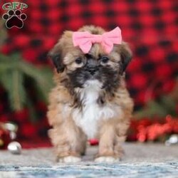 Allie/Lhasa Apso									Puppy/Female	/12 Weeks,Meet Allie! She is an absolutely adorable ACA Lhasa Apso puppy with a sweet, loving personality and a heart full of joy. This happy little girl loves to explore, trot around with confidence, and soak up every cuddle she can get. Her soft, fluffy coat and bright, expressive eyes make her truly irresistible, and her gentle nature combined with playful antics is sure to steal your heart. Whether curled up for a cozy nap or bouncing around during playtime, she brings smiles wherever she goes.