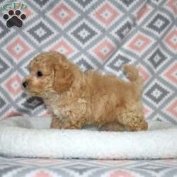 Pogo/Bich-Poo									Puppy/Male	/December 1st, 2025,Pogo is a playful Bich Poo puppy who lives up to his fun name. With his golden coat and charming white markings, he’s as adorable as he is entertaining. Pogo’s silly, bouncy personality brings constant joy and laughter to everyone he meets.