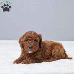 Cash/Miniature Poodle									Puppy/Male	/6 Weeks,Meet Cash, a sweet AKC registered Mini Poodle looking for a loving home. He is family raised and has been given lots of care and attention every day. Cash is vet checked and up to date on vaccines and dewormer, so he’s off to a healthy start. He loves people, enjoys playtime, and is happiest by your side. Cash will go home with a collar, a cozy blanket, and food to help him settle in.