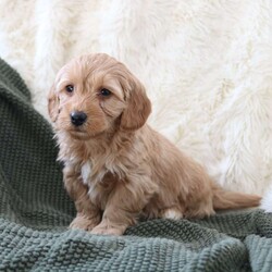 Finn/Mini Goldendoodle									Puppy/Male	/December 16th, 2025,Meet Finn, our adorable Miniature Goldendoodle puppy with beautiful white markings and a sweet, playful personality. Finn is happy, affectionate, and loves being around people. He loves belly rubs, cuddles, and exploring the world with curiosity! If you’re looking for a loyal companion and a new best friend, this pup is the perfect match.