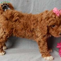 Eliza/Cavapoo									Puppy/Female	/14 Weeks,Prepare to fall in love!! I have the sweetest little F1b cavapoo face you have ever seen… My name is Eliza and I would love to come home with you! I am sure with one look into my warm, sweet eyes and I’ll be sure I will have captured your heart already! I am very happy, playful and very kid friendly! I stand out above the rest with my beautiful red coat with white markings!! Full of personality and always ready to give amazing puppy kisses, I would love to fill your home with all of my puppy love! I have been vet checked and I am up to date on vaccinations and dewormings and I will also come with a 1-year guarantee with the option of extending it to a 3-year guarantee. Shipping is available anywhere in the USA! My mother is Ivy, our sweet 14# cavapoo, and my father is Atlas, our handsome 16# AKC red miniature poodle and Atlas is also genetically tested clear! That makes me an F1b cavapoo and I will grow to approx. 14-16# and I will be hypoallergenic and nonshedding!! Why wait when you know I am meant to be yours? Call or text Martha  to make me the newest addition to your family and get ready to spend a lifetime of tail wagging fun! (7% sales tax on in home pickups)