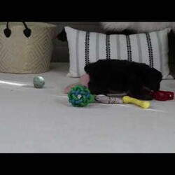 Cookie/Mini Bernedoodle									Puppy/Female	/6 Weeks,Hi, I’m Cookie! I’m a very cute Bernedoodle puppy with a fluffy coat and a sweet, loving personality. I love to play, explore, and make new friends, but I also enjoy snuggling up and giving lots of puppy kisses. I’m curious, happy, and full of energy, and I promise to fill my future home with joy and laughter. I can’t wait to meet my forever family and be their loyal, cuddly companion!