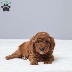 Cash/Miniature Poodle									Puppy/Male	/6 Weeks,Meet Cash, a sweet AKC registered Mini Poodle looking for a loving home. He is family raised and has been given lots of care and attention every day. Cash is vet checked and up to date on vaccines and dewormer, so he’s off to a healthy start. He loves people, enjoys playtime, and is happiest by your side. Cash will go home with a collar, a cozy blanket, and food to help him settle in.