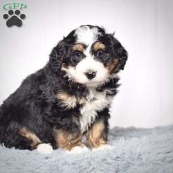 Jackson/Mini Bernedoodle									Puppy/Male	/9 Weeks,Jackson is a mini bernadoodle from Willow and Blake. He is an adorable little guy with a standard tri colored coat. 