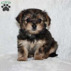 Kilo/Yorkie Poo									Puppy/Male	/December 2nd, 2025,Take a look at our adorable Yorkie Poo puppies! The father is Buddy, a 5 lb Yorkie, and the mother is Kylie, a 6 lb Yorkie Poo. These sweet puppies are family-raised in our home with children and are well socialized from day one. Each puppy is vet checked, up to date on shots, and dewormed. They will also come with a 30-day health guarantee! If you’re looking for a loving, playful companion, these pups are a great fit. Call or text the number listed to learn more or to set up a visit!