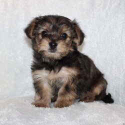 Kilo/Yorkie Poo									Puppy/Male	/December 2nd, 2025,Take a look at our adorable Yorkie Poo puppies! The father is Buddy, a 5 lb Yorkie, and the mother is Kylie, a 6 lb Yorkie Poo. These sweet puppies are family-raised in our home with children and are well socialized from day one. Each puppy is vet checked, up to date on shots, and dewormed. They will also come with a 30-day health guarantee! If you’re looking for a loving, playful companion, these pups are a great fit. Call or text the number listed to learn more or to set up a visit!