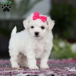 Cayli/Bichon Frise									Puppy/Female	/6 Weeks,Cayli is an absolutely adorable AKC Bichon puppy with a heart as soft as her fluffy white curls. This sweet little girl has the brightest, most curious eyes and a playful spirit that makes everyone fall in love with her instantly. Whether she’s prancing around with her tiny paws, snuggling up for cuddles, or showing off her gentle, loving personality, Cayli brings pure joy wherever she goes. She’s the perfect mix of elegance and puppy mischief—an irresistibly cute little companion who’s clearly destined to be someone’s very best friend,