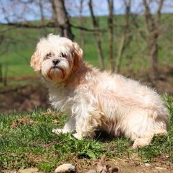 Maggie/Lhasa Apso									Puppy/Female	/9 Weeks,Meet Maggie! The most adorable and dynamic ACA registered Lhasa Apso puppy. With a long, silky coat, expressive dark eyes, and that signature confident strut, this breed is as elegant as it is affectionate. Lhasas are known for their loyal nature and gentle spirit, forming strong bonds with their people and loving cozy cuddle time just as much as playful moments. Intelligent, alert, and full of character, this little one makes a wonderful companion for families or individuals looking for a devoted, loving best friend wrapped in fluff.