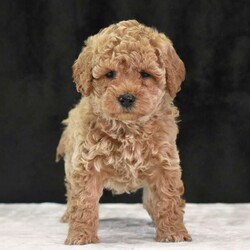 Montana/Havapoo									Puppy/Male	/9 Weeks,To contact the breeder about this puppy, click on the “View Breeder Info” tab above.