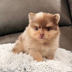 Skyler/Pomeranian									Puppy/Male	/8 Weeks, Hi there… my name is Skyler And yes — I’m that little chocolate-tan Merle Pom you can’t stop staring at I’m an AKC-registered, purebred Pomeranian boy born December-11-2025, with a big personality packed into a tiny, fluffy body. Everyone says I have the ultimate teddy bear face and a thick, plush coat that’s made for cuddling. My parents are both like 6 pounds, so I should be a perfect small size too! I’ve been family raised, loved on every day, and well socialized — so I’m confident, sweet, and ready to be your best little sidekick. I’m also a good boy when it comes to my care: • Up to date on all shots & dewormings • Microchipped • Comes with a health guarantee • AKC registered Whether you’re looking for a spoiled lap companion, a show-stopping pup, or a tiny best friend to follow you everywhere — I’m your guy. Delivery is available right to your door, so I can be snuggled up with you before you know it. If you’ve been waiting for that one special Pom… I think we just found each other