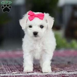Cayli/Bichon Frise									Puppy/Female	/6 Weeks,Cayli is an absolutely adorable AKC Bichon puppy with a heart as soft as her fluffy white curls. This sweet little girl has the brightest, most curious eyes and a playful spirit that makes everyone fall in love with her instantly. Whether she’s prancing around with her tiny paws, snuggling up for cuddles, or showing off her gentle, loving personality, Cayli brings pure joy wherever she goes. She’s the perfect mix of elegance and puppy mischief—an irresistibly cute little companion who’s clearly destined to be someone’s very best friend,