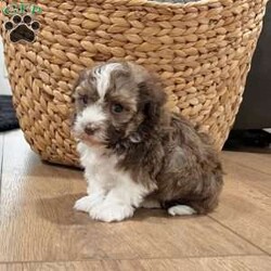 Rascal/Havanese									Puppy/Male	/9 Weeks,Hi! I’m Rascal And yes… I earned my name — not because I’m naughty, but because I know exactly how to steal hearts the second you look at me I’m an AKC-registered, purebred Havanese boy, born on December 6, 2025, with a gorgeous chocolate sable and white coat that’s soft, fluffy, and full of personality — just like me! Everyone says I have the sweetest temperament and the kind of gentle nature that makes me impossible not to love. I’ve been family raised and well socialized, so I’m already used to cuddles, playtime, and being part of everyday life. I’ve also had all my important puppy care taken care of: Up to date on all shots & dewormings Microchipped Comes with a health guarantee AKC registered I love being close to my people, giving kisses, and curling up wherever you are — I’ll happily follow you everywhere And the best part? Delivery is available right to your door, so we can meet without the stress of travel. If you’re looking for a loving little companion with a beautiful coat and an even better personality… I might just be the one you’ve been waiting for Contact us today to reserve your new family member — I can’t wait to be yours!