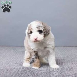 Sabrina/Mini Sheepadoodle									Puppy/Female	/6 Weeks,Meet Sabrina, a sweet Micro Mini Sheepadoodle with a heart full of love and a playful spirit. She’s been family raised and gets lots of care and attention every day. Sabrina is vet checked, microchipped, and up to date on vaccines and dewormer, so she’s off to a great start. She loves people, enjoys cuddle time, and is ready to become a loyal best friend in a home that will cherish her.