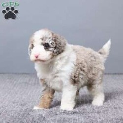 Sabrina/Mini Sheepadoodle									Puppy/Female	/6 Weeks,Meet Sabrina, a sweet Micro Mini Sheepadoodle with a heart full of love and a playful spirit. She’s been family raised and gets lots of care and attention every day. Sabrina is vet checked, microchipped, and up to date on vaccines and dewormer, so she’s off to a great start. She loves people, enjoys cuddle time, and is ready to become a loyal best friend in a home that will cherish her.