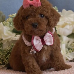 Zoe/Toy Poodle									Puppy/Female	/7 Weeks,Hello, we have a litter of Red Toy poodles that are now ready to go to their new homes, these are NOT some backyard bred mixed breed pups, these are AKC Registered purebred poodle pups from Champion Show Lines, I have 4 Males and 1 Female available, they will be up to date on vaccinations and deworming, they will also come with their AKC paperwork along with their shot records etc, my pups have been raised indoor under foot since birth, they have been fed premium food and filtered water since being weaned, they are super cute, playful and very loving, my pups will range in the 6.5 to 9lbs range when they are full grown, Ive got two males that are going to be on the smaller side (6 ish lbs wen full grown) and 2 males that will be a little bigger (7 to 9Lbs) we are looking for loving families that plan on taking great care of the puppy, no breeders or Kennels, only loving homes where they will live inside snuggled up with you, call or text if you would like to come see the pups, both Mom and Dad are here on site so you are welcome to come meet them as well, if you are not in the area we can meet at a halfway point as long as its a reasonable distance (within two hours) call or text