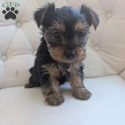 Jenna/Yorkie									Puppy/Female	/December 16th, 2025,Meet Jenna! This affectionate Yorkie puppy is vet checked & up to date on shots & wormer. She can be registered with the ACA, plus comes with a 30 day health guarantee provided by the breeder! Jenna is well socialized & can’t wait to join in on all the fun at your place!