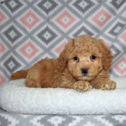 Peanut/Bich-Poo									Puppy/Male	/December 1st, 2025,Peanut is a sweet Bich Poo puppy with a golden coat and charming white accents. His playful, goofy personality makes him impossible not to love. Peanut thrives on interaction and loves being part of family life.
