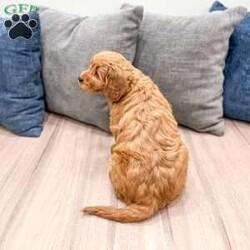 Remi/Mini Goldendoodle									Puppy/Female	/8 Weeks,Meet Remi! This sweet and adorable Mini Goldendoodle is looking for a forever family!